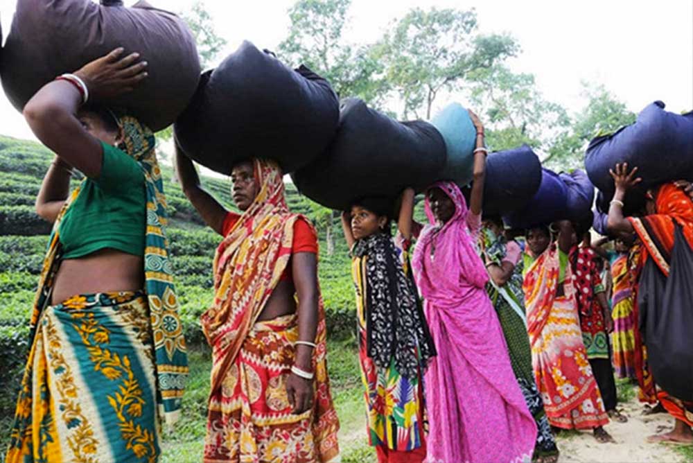 চা-শ্রমিকদের জন্যে উদ্ভট মজুরি কাঠামোর বিশ্লেষণ