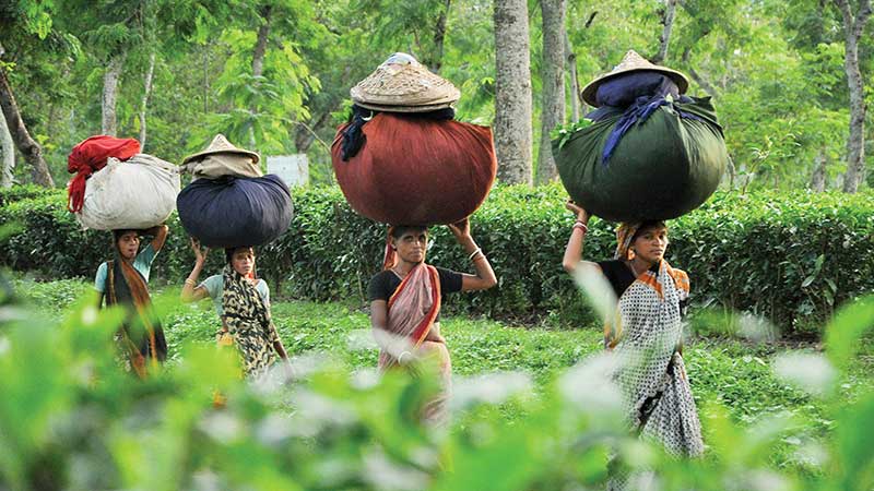 চা শ্রমিকের অবদান ও বঞ্চনা