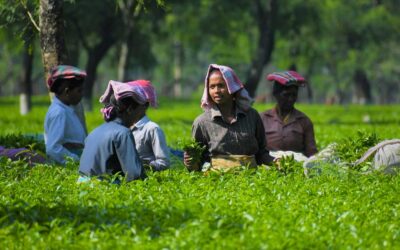 No justice in paying tea workers’ arrears