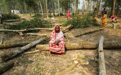 How forestry projects destroy forests