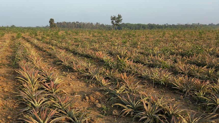 Modhupur forest: The sylvan aroma is gone